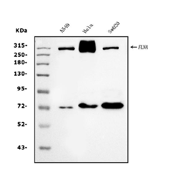 Filamin A/FLNA Mouse Monoclonal Antibody