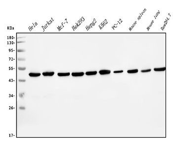 EIF4A1 Mouse Monoclonal Antibody