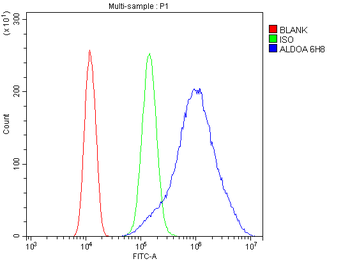 Aldolase/ALDOA Mouse Monoclonal Antibody