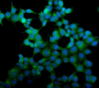 eRF1/ETF1 Mouse Monoclonal Antibody