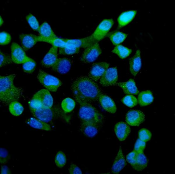 eRF1/ETF1 Mouse Monoclonal Antibody