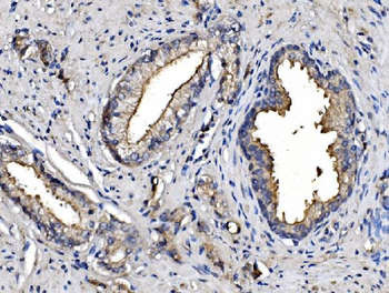 CD13/ANPEP Mouse Monoclonal Antibody