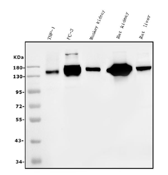 CD13/ANPEP Mouse Monoclonal Antibody