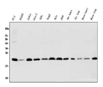 BAK/BAK1 Rabbit Polyclonal Antibody