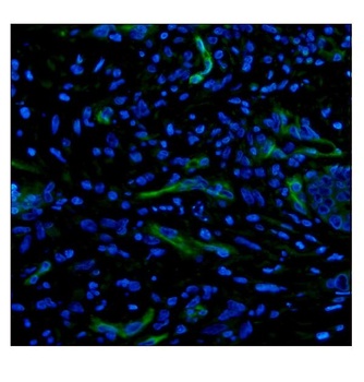 CD34 Rabbit Polyclonal Antibody