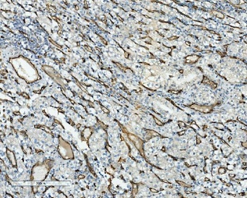 CD34 Rabbit Polyclonal Antibody