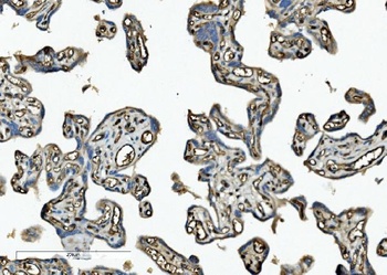 CD34 Rabbit Polyclonal Antibody