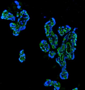 CD34 Rabbit Polyclonal Antibody