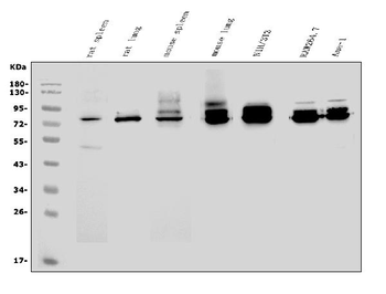 CD97/Adgre5 Rabbit Polyclonal Antibody