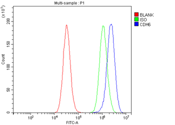K Cadherin/CDH6 Rabbit Polyclonal Antibody