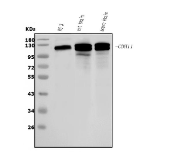 OB Cadherin/CDH11 Rabbit Polyclonal Antibody