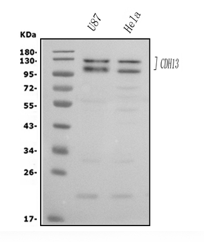 H Cadherin/CDH13 Rabbit Polyclonal Antibody