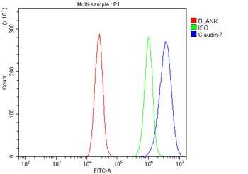 Claudin 7/CLDN-7/CLDN Rabbit Polyclonal Antibody