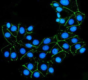 Claudin 7/CLDN-7/CLDN Rabbit Polyclonal Antibody