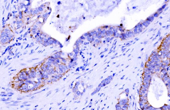 Claudin 7/CLDN-7/CLDN Rabbit Polyclonal Antibody