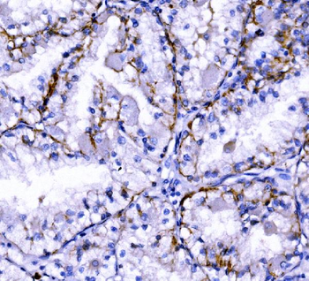 Claudin 7/CLDN-7/CLDN Rabbit Polyclonal Antibody