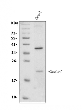 Claudin 7/CLDN-7/CLDN Rabbit Polyclonal Antibody