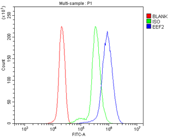 EEF2/Elongation factor 2 Rabbit Polyclonal Antibody