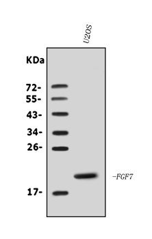 KGF/FGF7 Rabbit Polyclonal Antibody