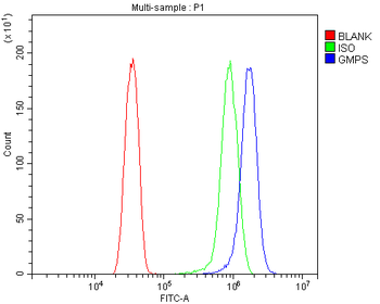 GMPS Rabbit Polyclonal Antibody