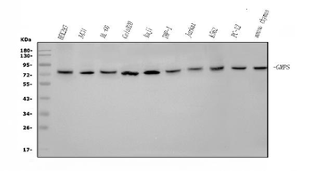 GMPS Rabbit Polyclonal Antibody