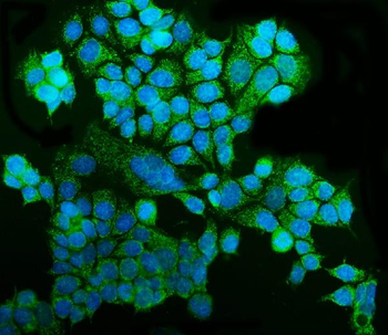 GRSF1 Rabbit Polyclonal Antibody