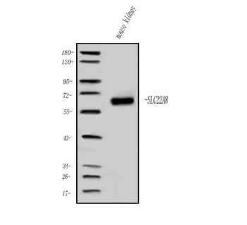 OAT3/Slc22a8 Rabbit Polyclonal Antibody