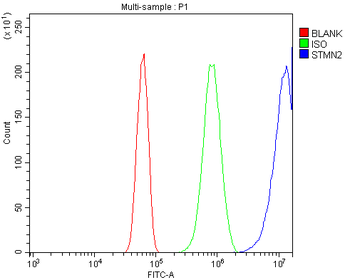SCG10/STMN2 Rabbit Polyclonal Antibody