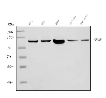 PARP/PARP1 Mouse Monoclonal Antibody