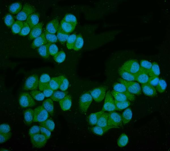 MPI Mouse Monoclonal Antibody