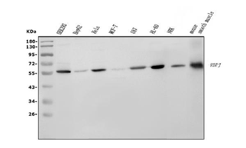 RBPJK/RBPJ Mouse Monoclonal Antibody