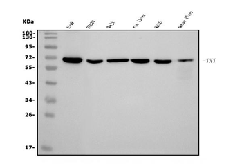 Transketolase/TKT Mouse Monoclonal Antibody