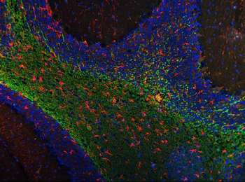 MAG Mouse Monoclonal Antibody