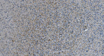 MAG Mouse Monoclonal Antibody