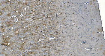 MAG Mouse Monoclonal Antibody
