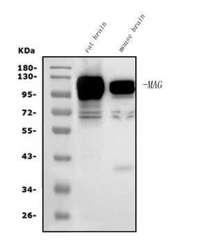 MAG Mouse Monoclonal Antibody