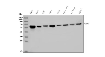U2AF65/U2AF2 Mouse Monoclonal Antibody