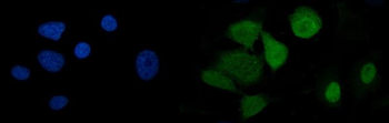 U2AF65/U2AF2 Mouse Monoclonal Antibody