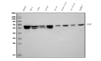 U2AF65/U2AF2 Mouse Monoclonal Antibody