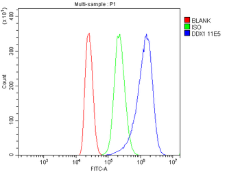 DDX1 Mouse Monoclonal Antibody
