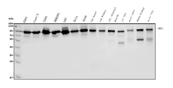 DDX1 Mouse Monoclonal Antibody