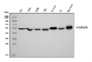 Tubulin alpha Mouse Monoclonal Antibody