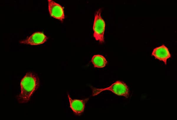Tubulin alpha Mouse Monoclonal Antibody