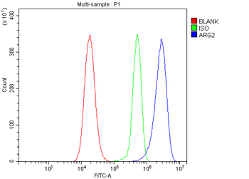 ARG2 Rabbit Polyclonal Antibody