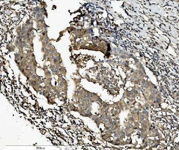 Caspase-7/CASP7 Rabbit Polyclonal Antibody