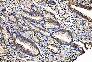 Caspase-7/CASP7 Rabbit Polyclonal Antibody