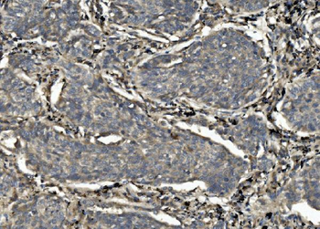 Caspase-7/CASP7 Rabbit Polyclonal Antibody