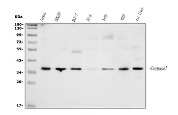 Caspase-7/CASP7 Rabbit Polyclonal Antibody