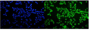 TORC1/CRTC1 Rabbit Polyclonal Antibody