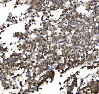 TORC1/CRTC1 Rabbit Polyclonal Antibody